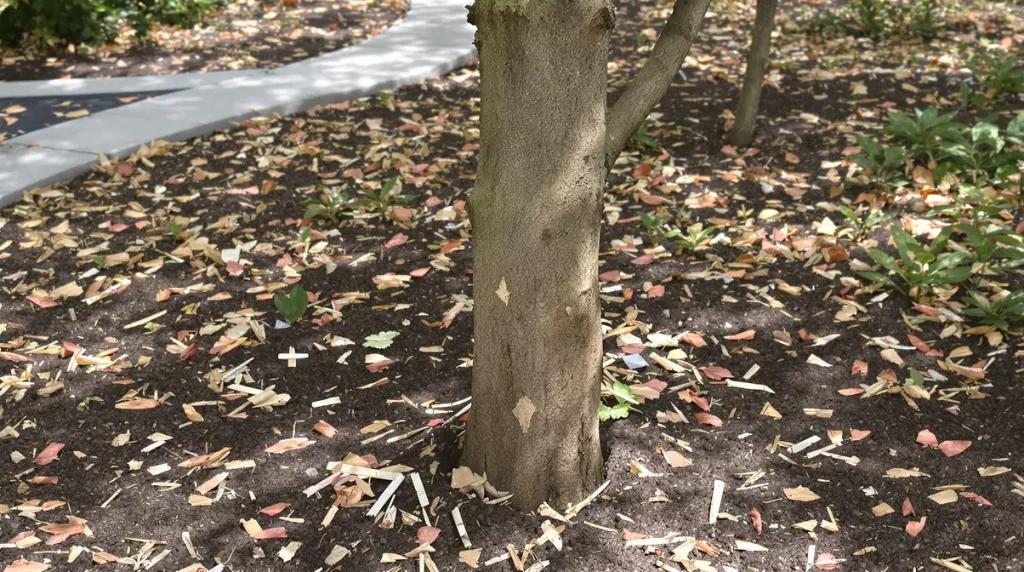 En mars, ce geste discret au pied de votre érable du Japon empêche la stagnation et stimule sa croissance