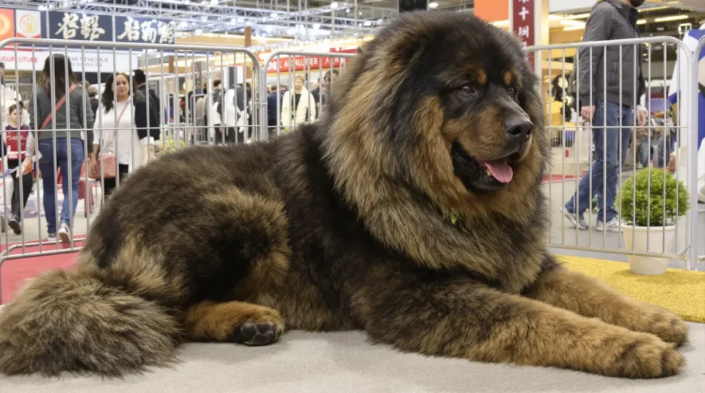 Salon de l'Agriculture : ce Dogue du Tibet mayennais, sacré champion de France, vise maintenant le Concours général agricole